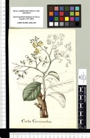 Cordia Gerascanthus. Original drawing from Sessé & Mociño's Expedition (1787-1803)