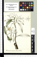 Tabernaemontana Laurifolia. Original drawing from Sessé & Mociño's Expedition (1787-1803)