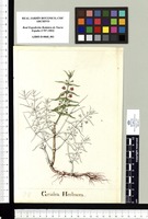 Grislea Herbacea. Original drawing from Sessé & Mociño's Expedition (1787-1803)