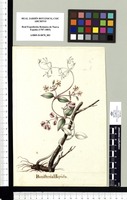 Banisteria Hispida. Original drawing from Sessé & Mociño's Expedition (1787-1803)