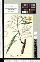Bignonia Salicifolia. Original drawing from Sessé & Mociño's Expedition (1787-1803)