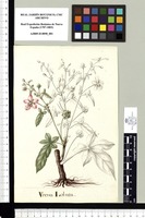 Urena Lobata. Original drawing from Sessé & Mociño's Expedition (1787-1803)