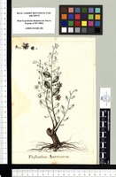 Phyllanthus Americanus. Original drawing from Sessé & Mociño's Expedition (1787-1803)