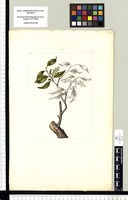 [Prunus serotina Ehrh., subsp. capuli (Cav.) McVaugh (Rosaceae)]. Original drawing from Sessé & Mociño's Expedition (1787-1803)