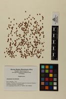 Amomum racemosum Ruiz & Pav.; Fruits and seeds.