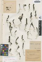 Isotype of Euphrasia eliasii Sennen [family SCROPHULARIACEAE]