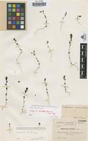 Isotype of Euphrasia revoluta Sennen [family SCROPHULARIACEAE]