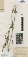 Type of Rumex hastifolius Sennen [family POLYGONACEAE]