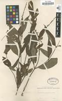 Type of Buena panamensis Cav. [family RUBIACEAE]