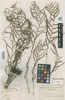 Type of Davallia pinnata Cav. [family DAVALLIACEAE]