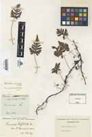 Type of Humata trifoliata Cav. [family DAVALLIACEAE]