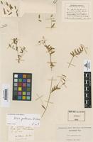Type of Vicia parviflora Cav. [family LEGUMINOSAE-PAPILIONOIDEAE]