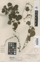 Filed as Rubus pumilus Focke [family ROSACEAE]