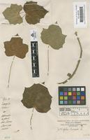 Filed as Jatropha curcas L. [family EUPHORBIACEAE]