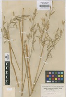 Original material of Avena sativa L. [family GRAMINEAE]
