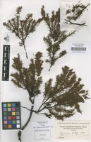 Original material of Hypericum brathys Small [family GUTTIFERAE]