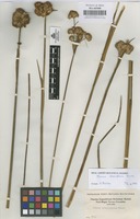 Original material of Juncus densiflorus Kunth [family JUNCACEAE]