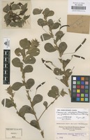 Original material of Chamaecrista rotundifolia (Pers.) Greene var. grandiflora (Benth.) Irwin & Barneby [family LEGUMINOSAE-CAESALPINIOIDEAE]