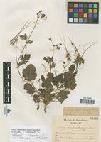 Lectotype of Erodium laciniatum (Cav.) Willd. f. brevimucronata Pau [family GERANIACEAE]