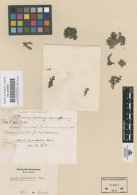 Original material of Azolla filiculoides Lam. [family AZOLLACEAE]