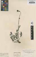 Original material of Acaena pinnatifida Ruiz & Pav. [family ROSACEAE]