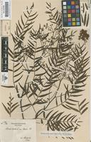 Original material of Schinus molle L. [family ANACARDIACEAE]