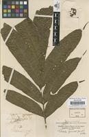 Original material of Talisia pinnata (Ruiz & Pav.) Radlk. [family SAPINDACEAE]