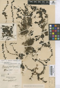 Original material of Veronica serpyllifolia L. [family SCROPHULARIACEAE]