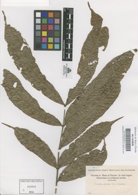 Original material of Talisia pinnata (Ruiz & Pav.) Radlk. [family SAPINDACEAE]