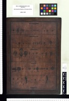 Aextoxicon, Acladodea, Citrosma, Ruizia, Tafalla. Copperplate from the Flora Peruviana et Chilensis publication (1792-1822)