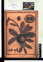Achras lucuma. Copperplate from the Flora Peruviana et Chilensis publication (1792-1822)