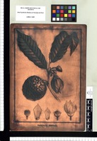 Annona rhombipetala. Copperplate from the Flora Peruviana et Chilensis publication (1792-1822)