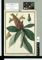 "La piña es del Costus scaber y las flores chicas. Costus argenteus las flores son del Costus argenteus / las grandes". Original drawing from Ruiz & Pavón Expedition (1777-1816)