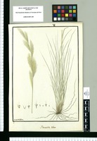 Jarava Ichu / Ysidro de Galvez. Original drawing from Ruiz & Pavón's Expedition (1777-1816)