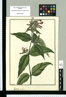 Justicia racemosa / Fran[cis]co Pulgar. Original drawing from Ruiz & Pavón's Expedition (1777-1816)