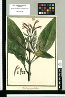 Dianthera appendiculata / Brunete. Original drawing from Ruiz & Pavón's Expedition (1777-1816)