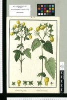 Calceolaria tripartita y Calceolaria tomentosa / Galvez. Original drawing from Ruiz & Pavón's Expedition (1777-1816)