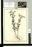 Calceolaria scabra / Galvez. Original drawing from Ruiz & Pavón's Expedition (1777-1816)