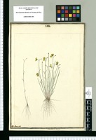 Utricularia bífida / J[ose]ph Brunete. Original drawing from Ruiz & Pavón's Expedition (1777-1816)