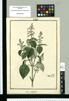 Salvia incurvata / Brunete. Original drawing from Ruiz & Pavón's Expedition (1777-1816)