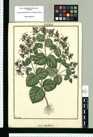 Salvia rhombifolia / Fran[cis]co Pulgar. Original drawing from Ruiz & Pavón's Expedition (1777-1816)