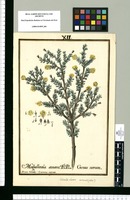 Columellia obovata vernacule (Ulux) / Bruno Salvador-Carmona expinsit. Original drawing from Ruiz & Pavón's Expedition (1777-1816)