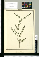 Peperomia filiformis / Fran[cis]co Pulgar. Original drawing from Ruiz & Pavón's Expedition (1777-1816)