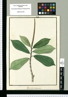 Peperomia acuminata / Galvez. Original drawing from Ruiz & Pavón's Expedition (1777-1816)