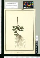 Peperomia concava / Galvez. Original drawing from Ruiz & Pavón's Expedition (1777-1816)