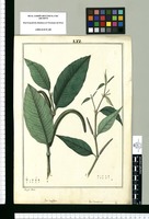 Piper longifolium y Piper lanceolatum / Joseph Rubio. Original drawing from Ruiz & Pavón's Expedition (1777-1816)