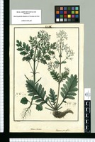 Valeriana laciniata y Valeriana pinnatifida / I[sidro] Galvez. Original drawing from Ruiz & Pavón's Expedition (1777-1816)