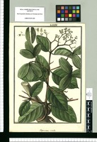 Hippocratea viridis / Galvez. Original drawing from Ruiz & Pavón's Expedition (1777-1816)