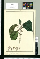 Aegiphila multiflora / Jose Rivera dup. Original drawing from Ruiz & Pavón's Expedition (1777-1816)