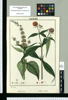 Buddleja spicata y Buddleja connata / J[osep]h Rubio. Original drawing from Ruiz & Pavón's Expedition (1777-1816)